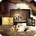 Dog Live Wallpaper