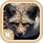 Cute Fox wallpapers HD icon
