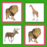 Игра животных зоопарка