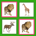Zoo Match icon