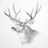 Animals Drawing icon