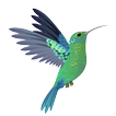 Suara pikat burung kolibri ampuh dan lengkap
