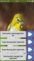 Suara pikat burung pleci Screenshot 3