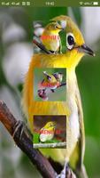 Suara pikat burung pleci ảnh chụp màn hình 1