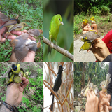 Suara pikat semua jenis burung biểu tượng