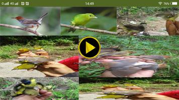 Suara pikat semua jenis burung screenshot 3