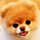 Dog Wallpaper icon