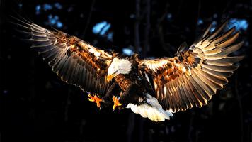 Aigle Fond D'Écran HD Affiche