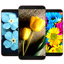 APK 🌺 Carta Da Parati Fiore HD 🌷