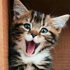 Kitten & Cute Cat Wallpaper HD APK 26 for Android – Download Kitten & Cute Cat Wallpaper HD APK Latest Version from Kitten & Cute Cat Wallpaper HD APK 26 for Android – Download Kitten & Cute Cat Wallpaper HD APK Latest Version from