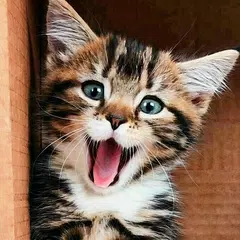 Kitten & Cute Cat Wallpaper HD APK 下載