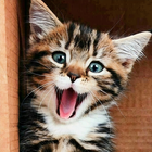 Kitten & Cute Cat Wallpaper HD simgesi