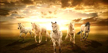 🐴 Sfondi Per Cavalli HD 🐴