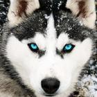 Husky Dog Wallpaper HD 图标