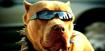 Pitbull Wallpaper HD