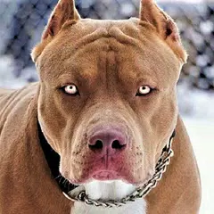 Pitbull Wallpaper HD Icon