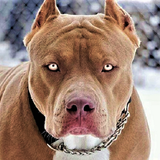 Pitbull Wallpaper 图标