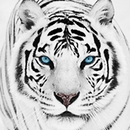 Tigre Blanc Fond D'Écran HD APK