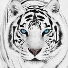 Tigre Blanc Fond D'Écran HD icône