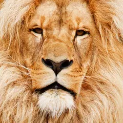 Animal Sounds Icon