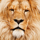 APK صداهای حیوانات