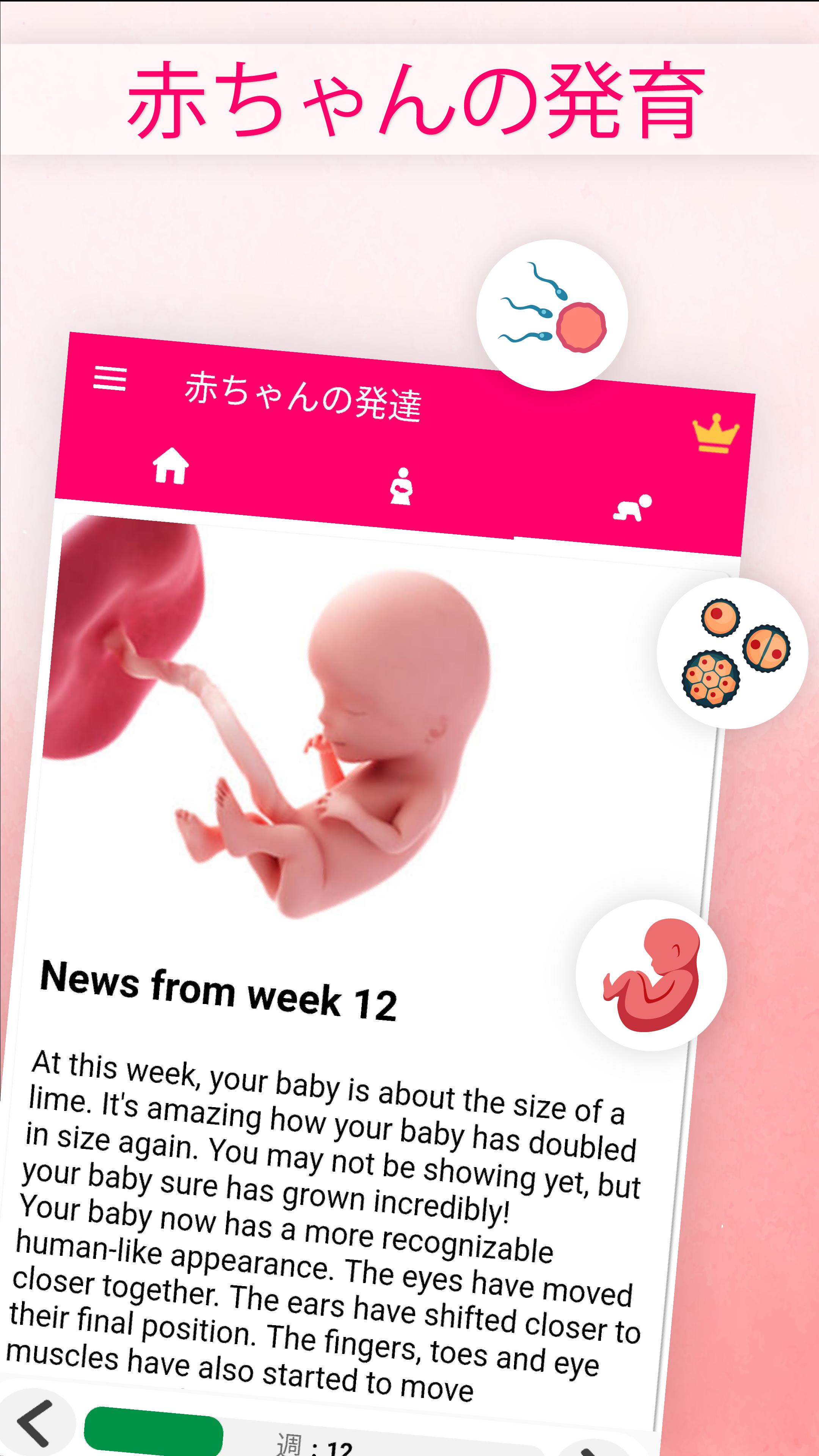 Android 用の 妊娠 計算 妊娠週数カレンダー 妊娠 週数 妊娠 周期 生理周期 計算 Apk をダウンロード
