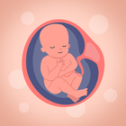 Календарь беременности ikona