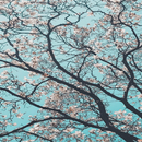 preppy wallpapers APK