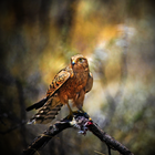 Birds of prey-icoon