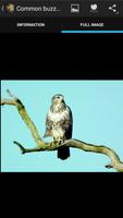 Birds of prey syot layar 1