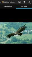 Birds of prey syot layar 2