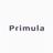 Primula APK