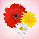 Primerun Flowers make gift 1+1 APK