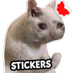 наклейки мем кошки WASticker