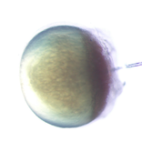 Protokol pemuliaan ikan