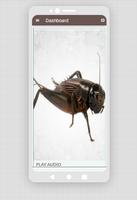 Crickets sounds poster