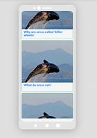 برنامه‌نما نهنگ قاتل برای تلفن های موبایل عکس از صفحه
