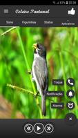 Coleiro Pantanal screenshot 1