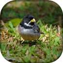 Coleiro Paulistinha TuiTui APK