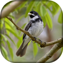 Coleiro Tui Tui Flautado APK