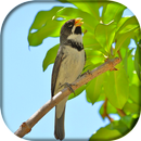 Coleiro Tui Tui Zel Zel APK