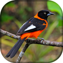 Corrupião Canto Mateiro APK
