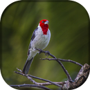 Cabeça Vermelha APK