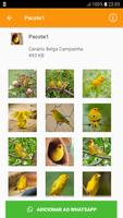 Canário Belga Campainha ảnh chụp màn hình 2
