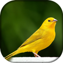 Canário Terra Canto Metralha APK