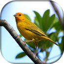 Canário Da Terra Estalo APK