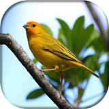 Canário Da Terra Estalo biểu tượng