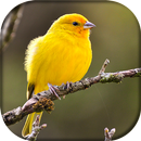 Canário do reino APK