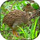 Canto da Codorna do Nordeste APK