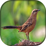 Canto da sabiá do campo biểu tượng